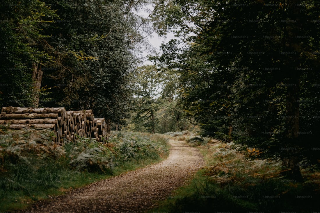 Autumn forest path