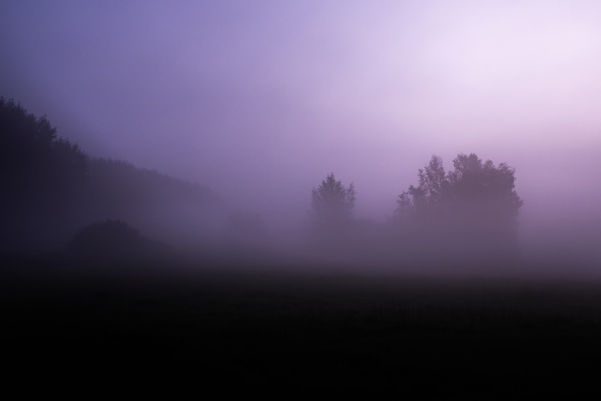 Morning fog over a meadow